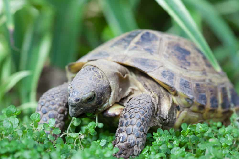 Come accudire una tartaruga di terra evicus for Luce per tartarughe