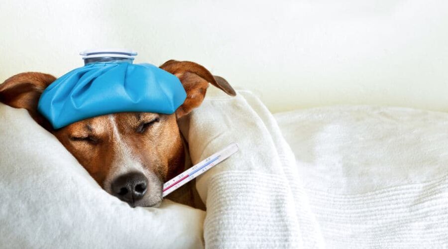 Consigli e rimedi per curare un cane con l’influenza