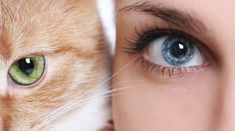 Come mettere l ombretto effetto “occhi di gatto”