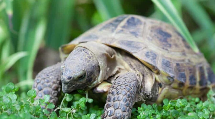 Come accudire una tartaruga di terra