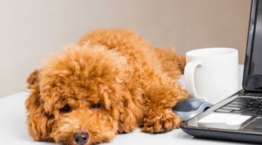 Come riconoscere la leishmaniosi canina: i sintomi