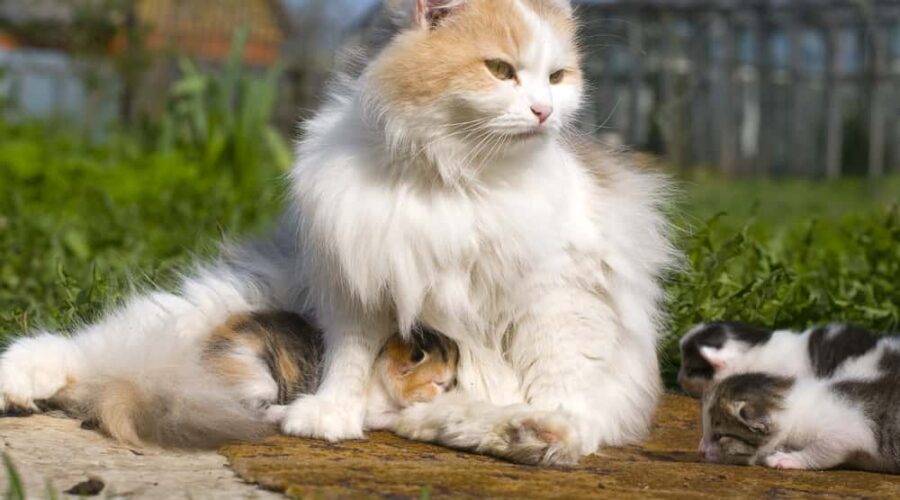 A che età staccare i gattini dalla mamma