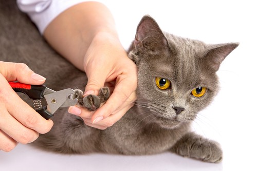Come tagliare le unghie e pulire pelo e orecchie del gatto