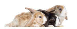 come distinguere sesso dei conigli