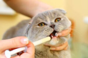 Come capire e cosa fare se il gatto ha ingerito del veleno