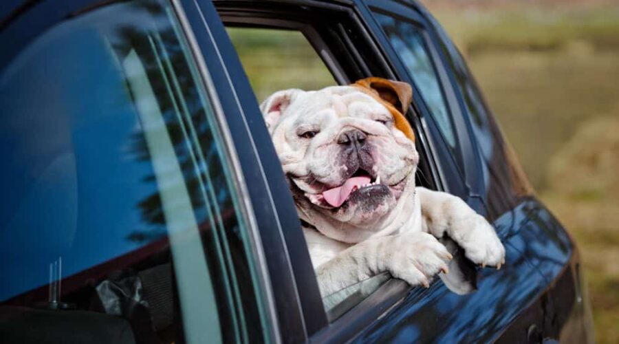 Trucchi e consigli per evitare il mal d’auto del cane